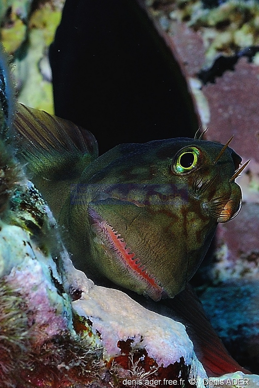 Ophioblennius atlanticus Blennie antlantique -Acores St maria Penedia-10m-20170821-Denis-ADER-DSC_9925-1_tn_tn.jpg